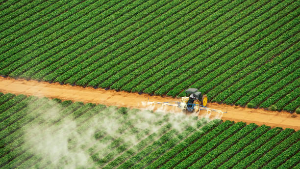 Wasp Removal Services in Trumann, AR